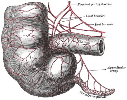 Artist rendering of the appendix 
